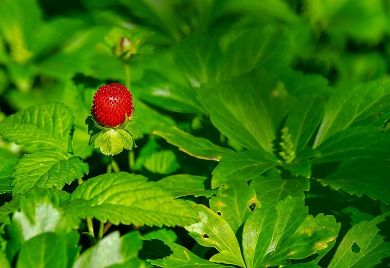 Strawberry Shortcake